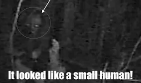 Small Humanoid-like Creature Activates Trail Cam in Australia Forest!